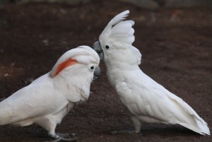 Papagaios Cockatoo bonitas