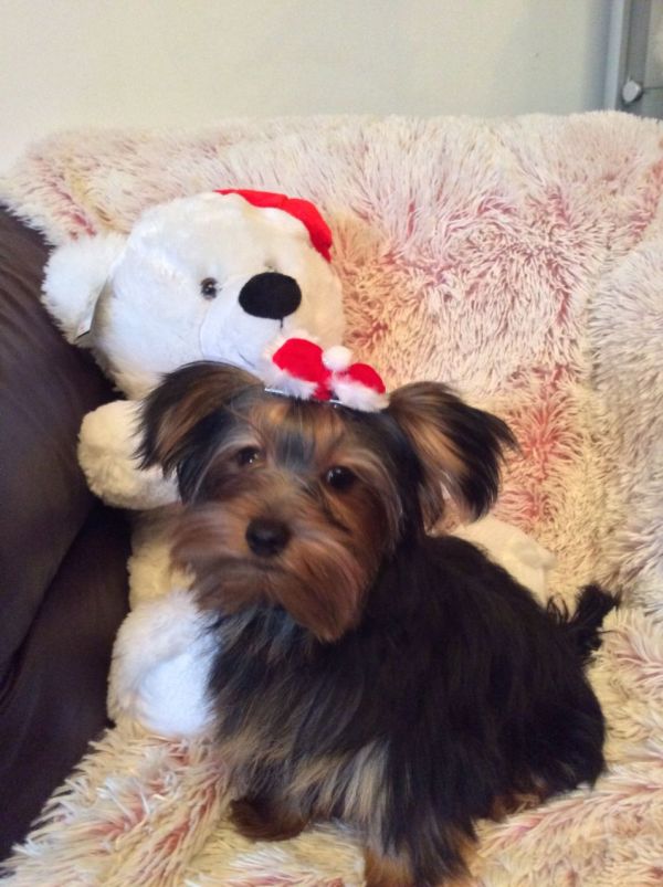 Vendo lindos filhotes de Yorkshire Mini Terrier , 