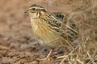 Jornadas de Caça á Codorniz