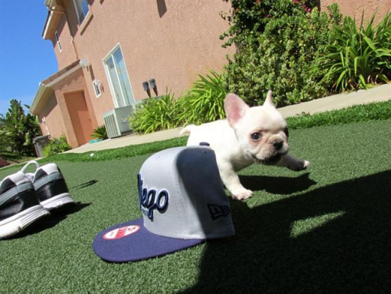 Bulldog francês filhotes disponíveis para adoção.