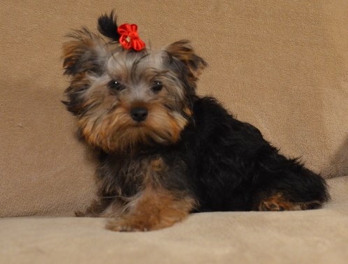 Yorkshire terrier