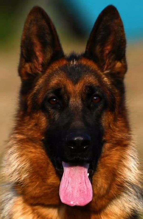 Pastores alemaes de qualidade  com pediggre 