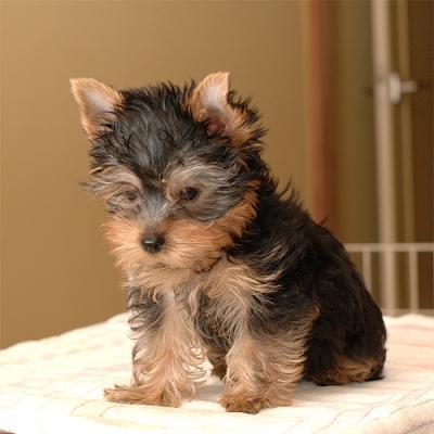 Yorkshire terrier filhotes