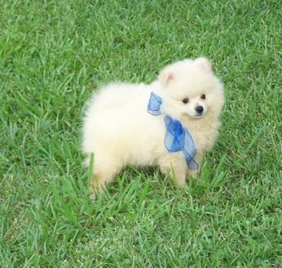 Pomeranian cachorros para adoÃ§Ã£o
