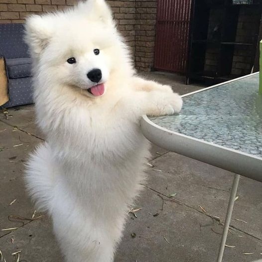 Filhotes de Malamute do Alasca