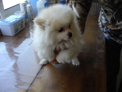 Vende-se Spitz espectaculares