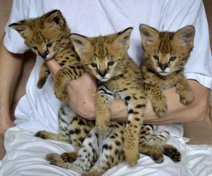 Savannah, Serval, Caracal, savanas e gatinhos Ocelot para venda.