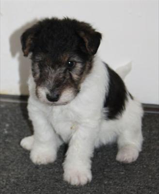 Calidad cabelludos fox terrier
