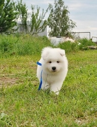 Filhotes de Samoieda com pedigree