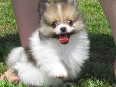 Filhotes chow chow prontos um lar amoroso