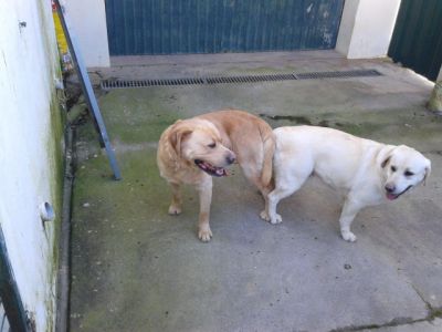 labradores ja com 2 vacinas -- exelentes -- 924255433