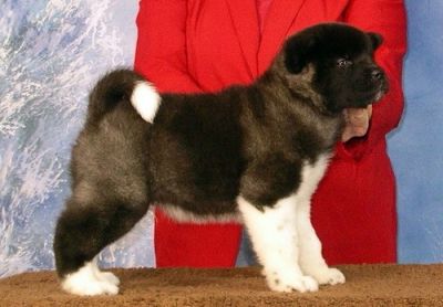 cute e adorável cachorros Akita para adoção livre contato para mais informações