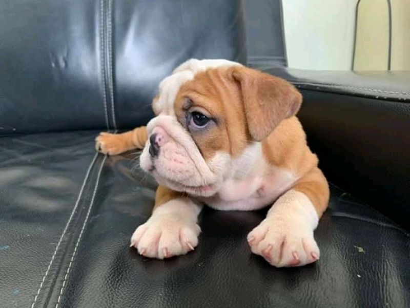Buldogue inglês fofo para adoção