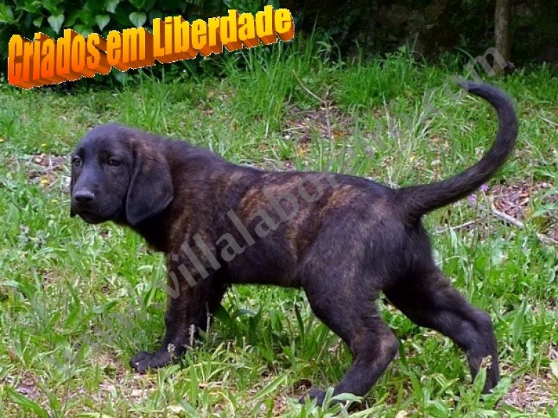 Cachorros Castro Laboreiro - LINHAS TRADICIONAIS