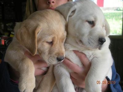 dois adorável Labrador Retriever cachorro para adoção livre