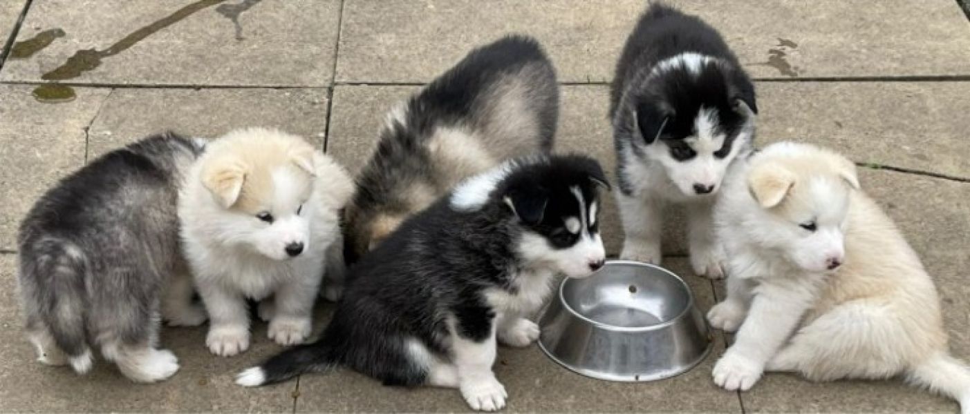 Filhotes de Malamute do Alasca em busca de novos lares permanentes. Meninos e meninas disponíveis. E