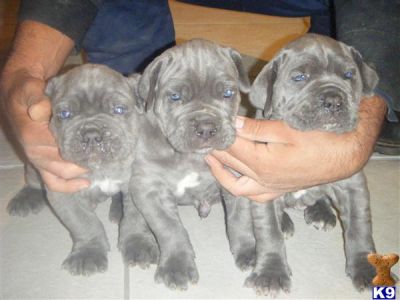 lindo e azul  Filhotes de mastiff napolitano.