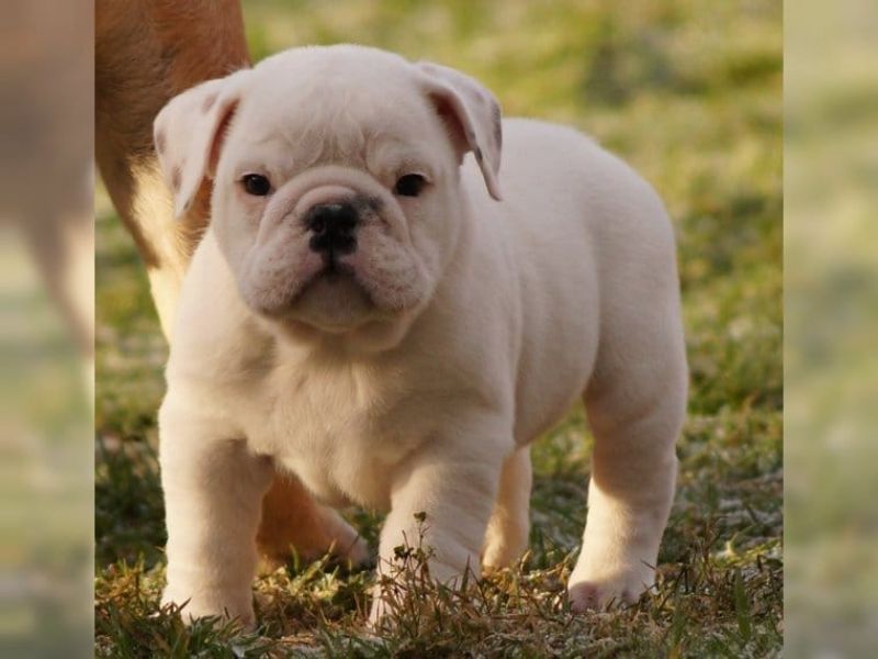 Bulldog inglês filhotes para adoção