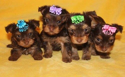 Yorkshire terrier