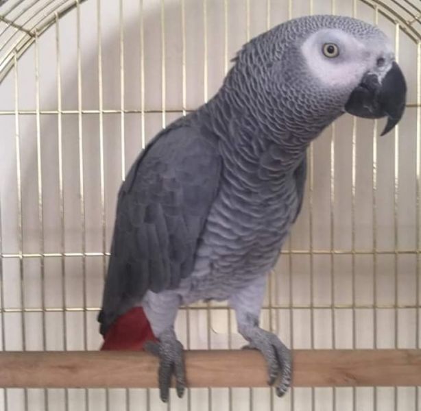 Joo petts papagaios cinzentos africanos