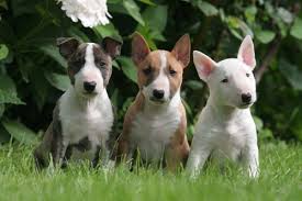 Lindos filhotes bull terrier DISPONÍVEIS