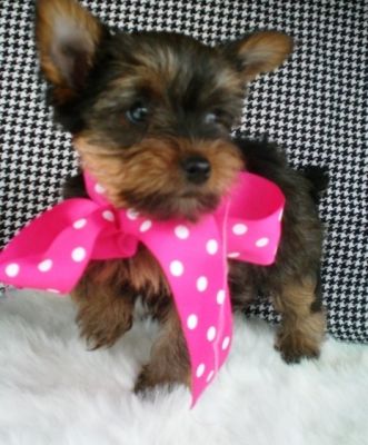 YORKSHIRE TERRIER MINI 