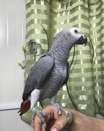 Papagaio cinza bebê do Gabão adotado