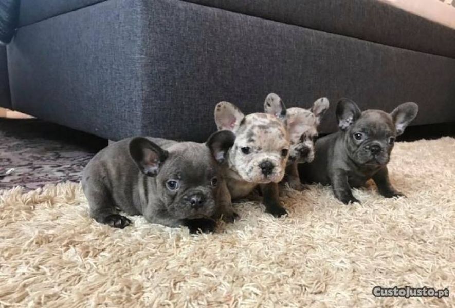 Bulldog francês blue