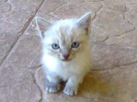 Damos gatinhos bébés