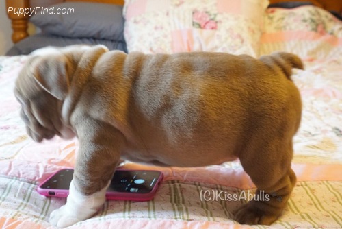 2 filhotes adoráveis de Bulldog inglês para adoção.