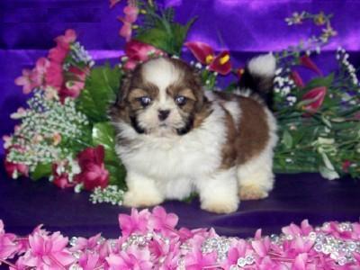 Shih-Tzu filhotes disponíveis para adoção