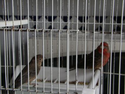 Vendo casais de Pintarroxos do Mexico (Carpodacus Mexicanus)