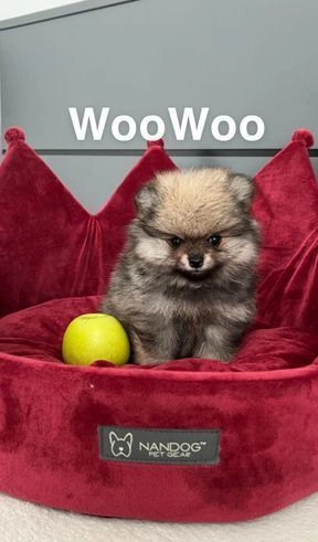 KC cachorrinho pomerânia 1 menina e 1 menino