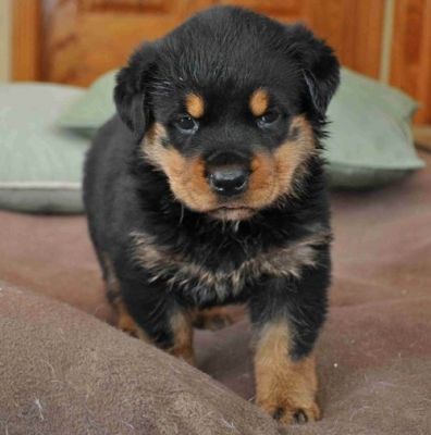 Filhote de rottweiler fantástico para adoção