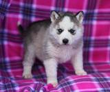 Cobre Beautiful (Vermelho) filhote de cachorro Husky com olhos azuis - 