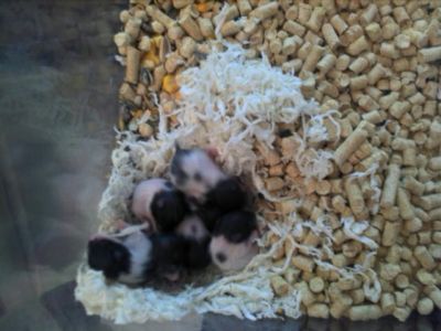 Hamsters Russos e Sírios (Pandas)