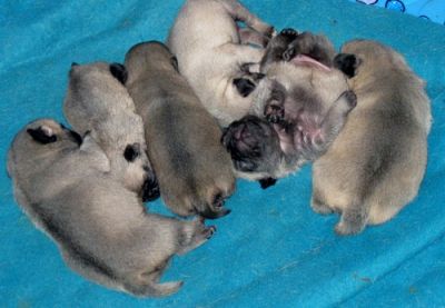 Adorável bonito Inglês filhotes Pug