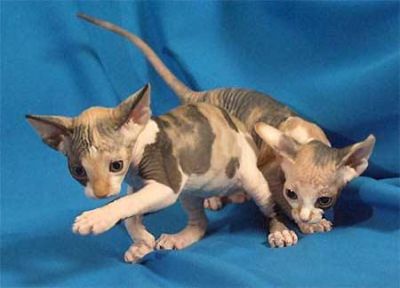 gatinhos para adoção sphynx