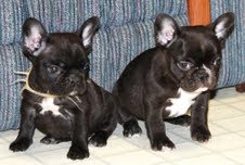 Excelente pedigree francês bulldog cachorros disponíveis.