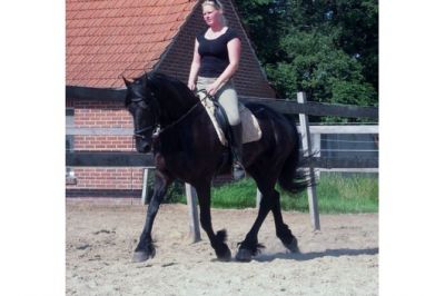 Cavalo Frísio Preto * 100% excelente *