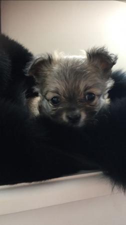 Cachorros de Chihuahua de Raça Completa