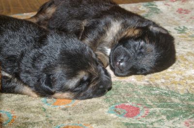 Cães de Pastor Alemão - Vulpos Velox