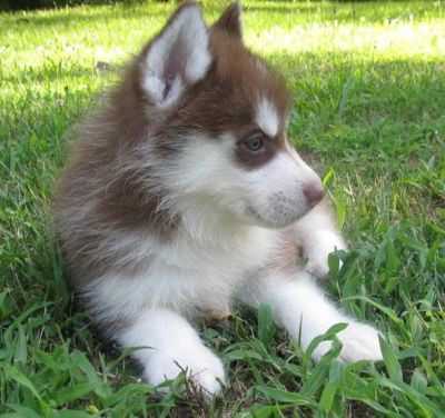 Dois filhotes de cachorro siberiano para adopção