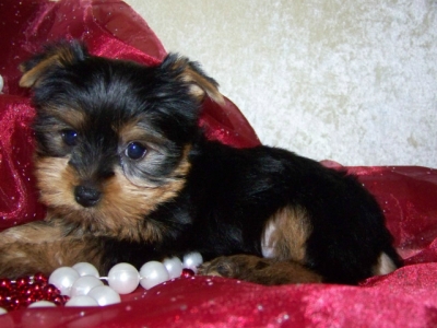 Yorkshire terrier bonito CCF cachorro 