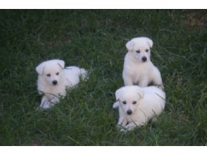 pura raça branca filhotes pastor alemão agora está pronto para novas casas