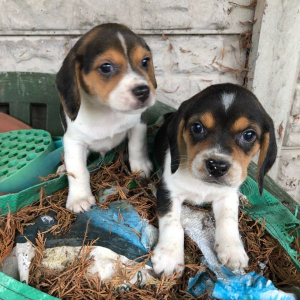 Lindos filhotes Beagle disponíveis