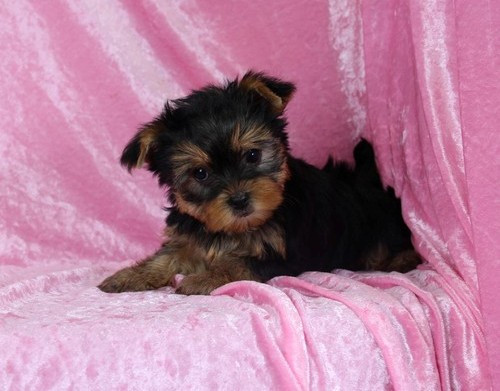 Yorkshire terrier Mini