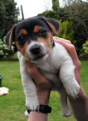 Filhote de Beagle para venda