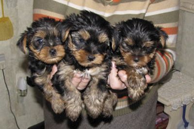 Yorkshire filhotes para adoção