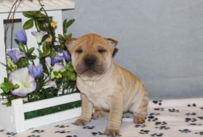 Filhotes macho shar-pei